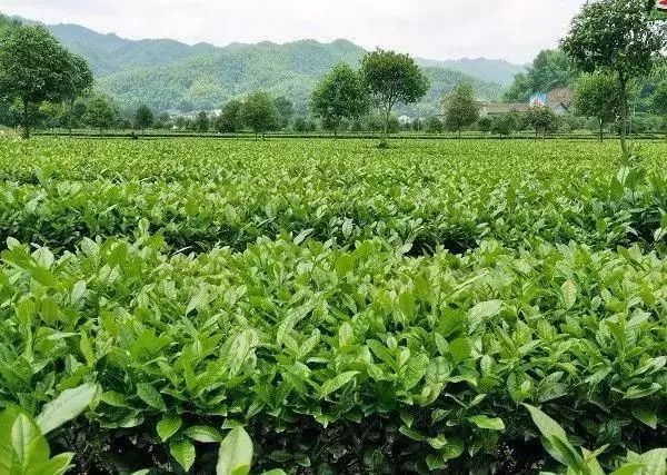 【產業(yè)立市　桃源在行動】喜訊！桃源這2家富硒企業(yè)入選2019湖南省級工業(yè)旅游示范點