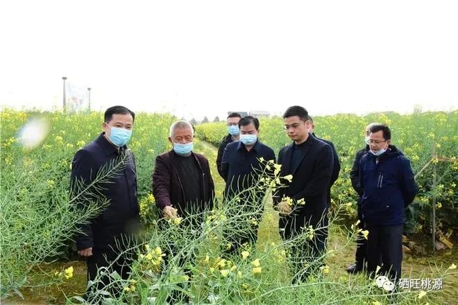 縣人大常委會主任江志暉帶隊(duì)調(diào)研富硒油茶、油菜高產(chǎn)技術(shù)