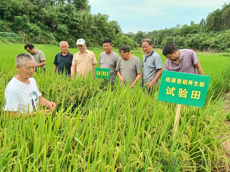 江助農銀發(fā)人才工作站組織觀摩研討 助力桃源富硒香稻產(chǎn)業(yè)發(fā)展